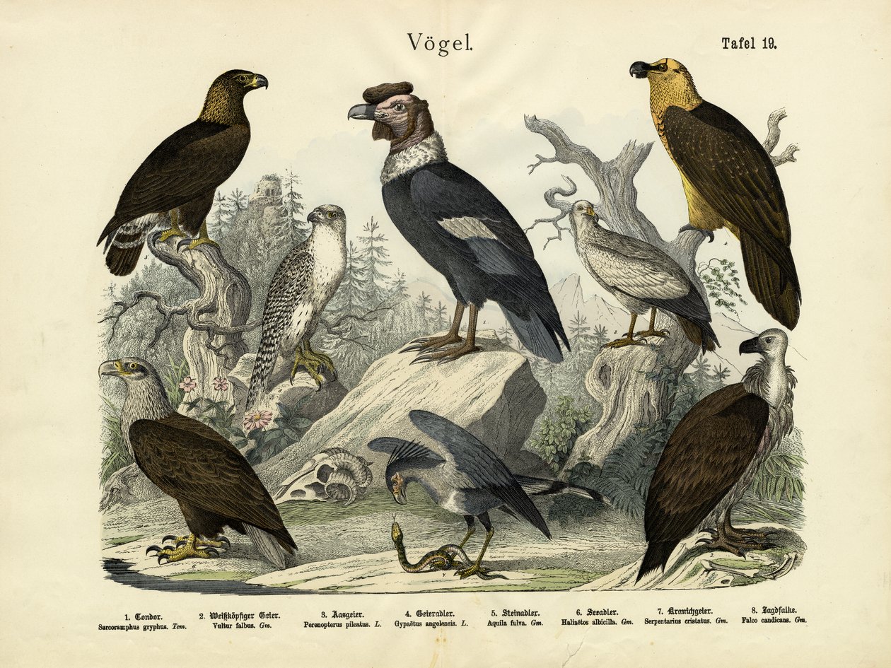 Vögel, um 1860 von German School