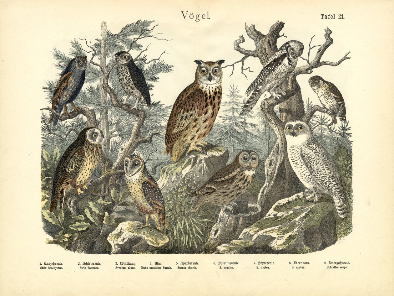Vögel, um 1860 von German School