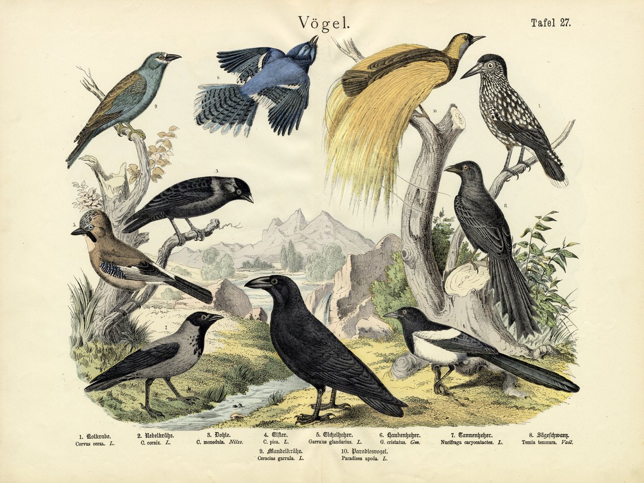 Vögel, um 1860 von German School