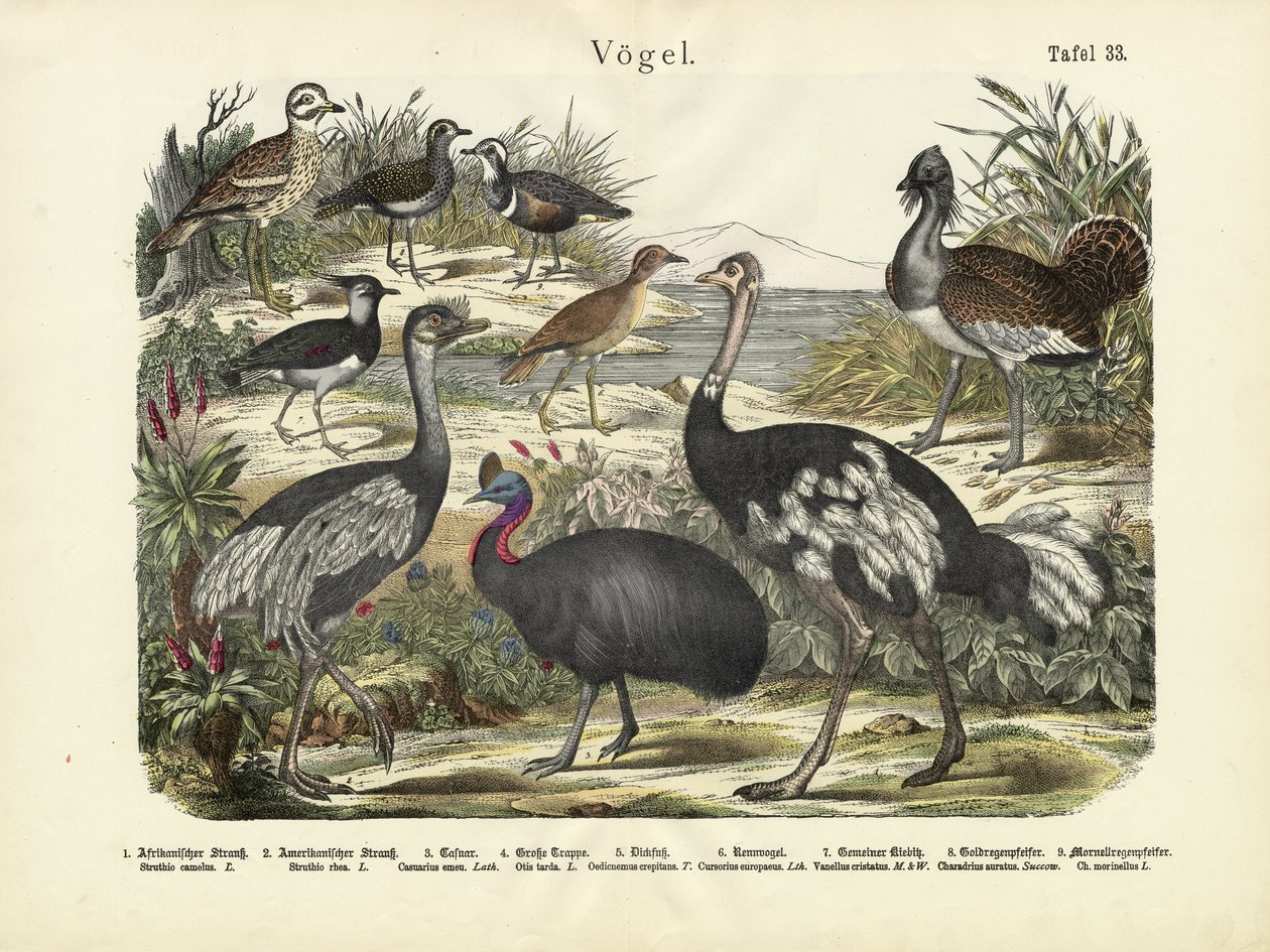 Vögel, um 1860 von German School