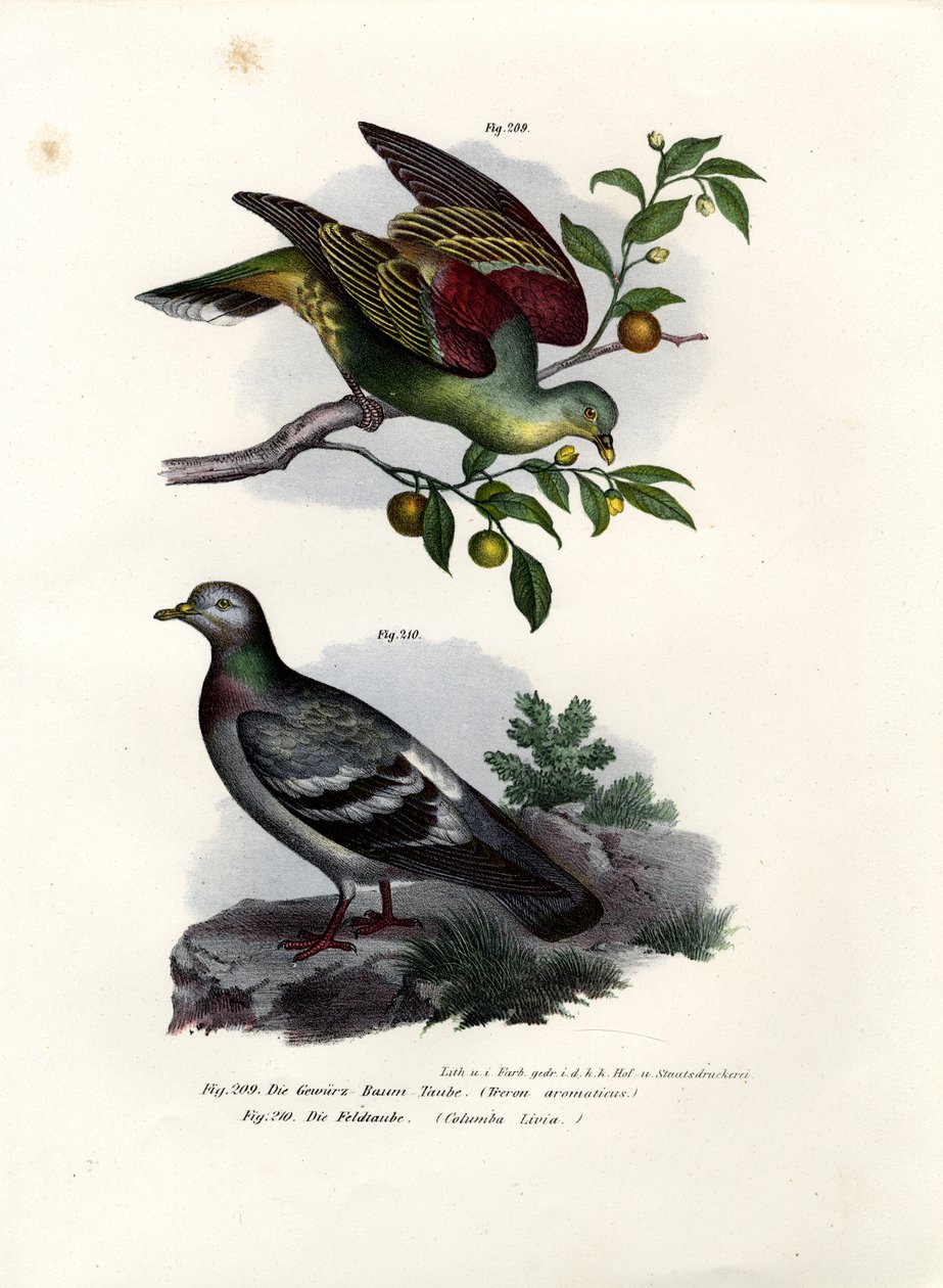 Buru-Grüntaube, 1864 von German School