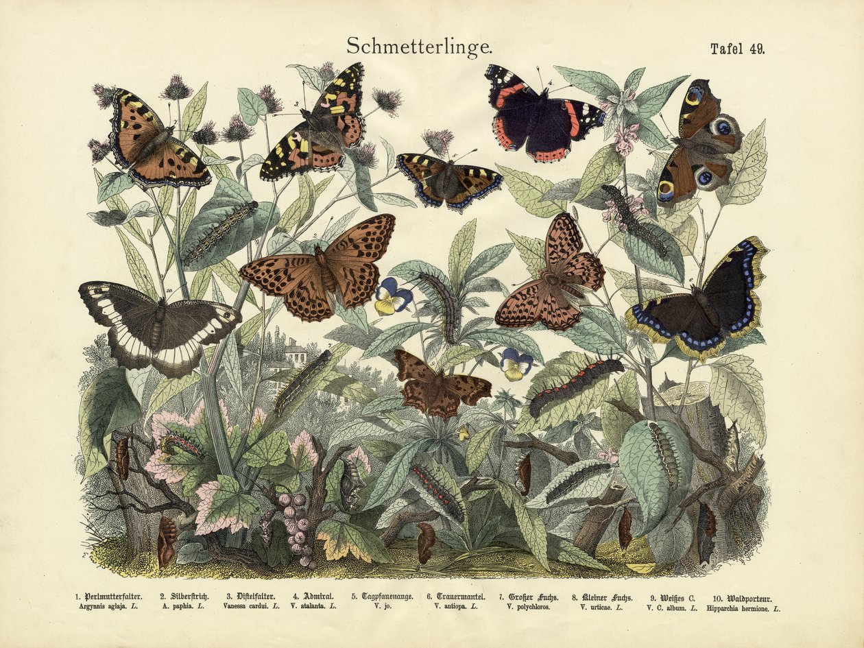Schmetterlinge, um 1860 von German School