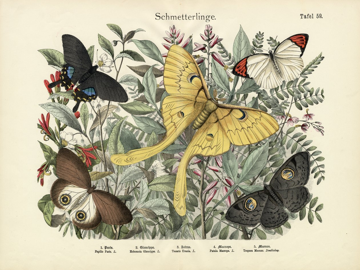 Schmetterlinge, um 1860 von German School