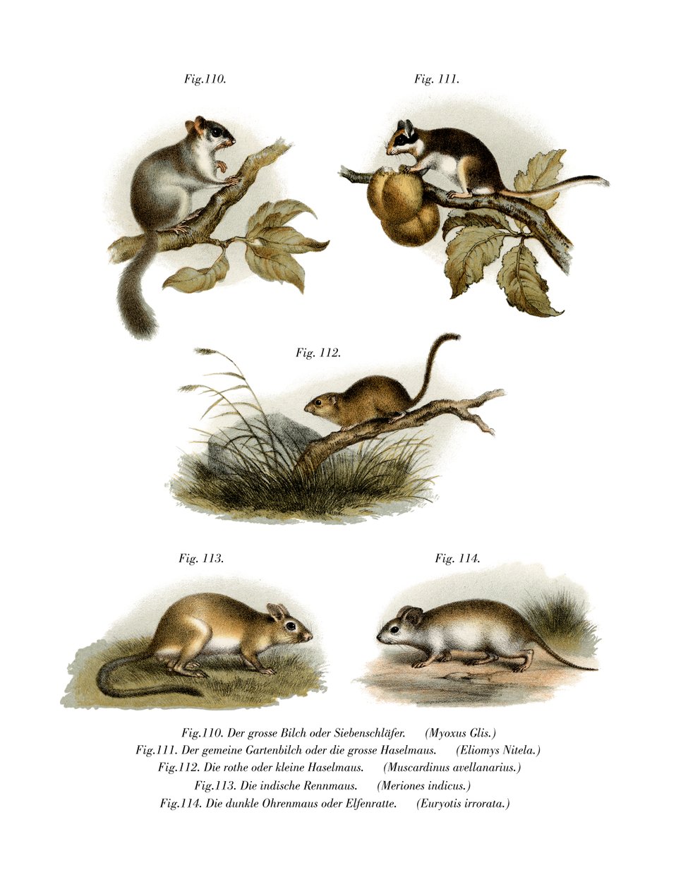 Haselmaus von German School
