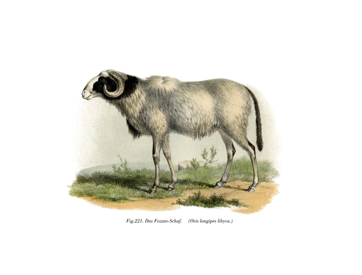 Fezzan-Schaf, 1860 von German School