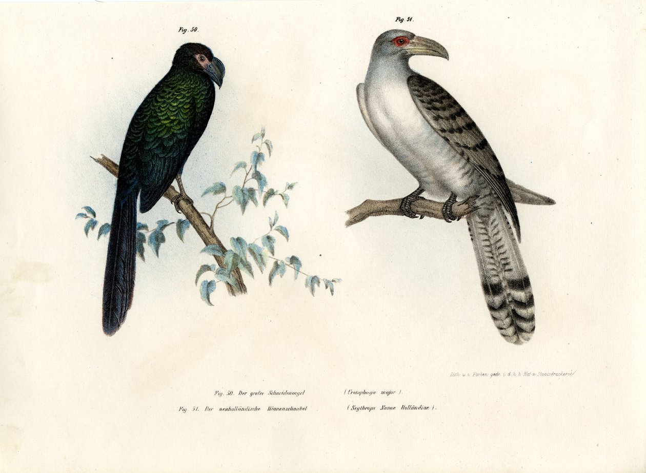 Großer Ani, 1864 von German School