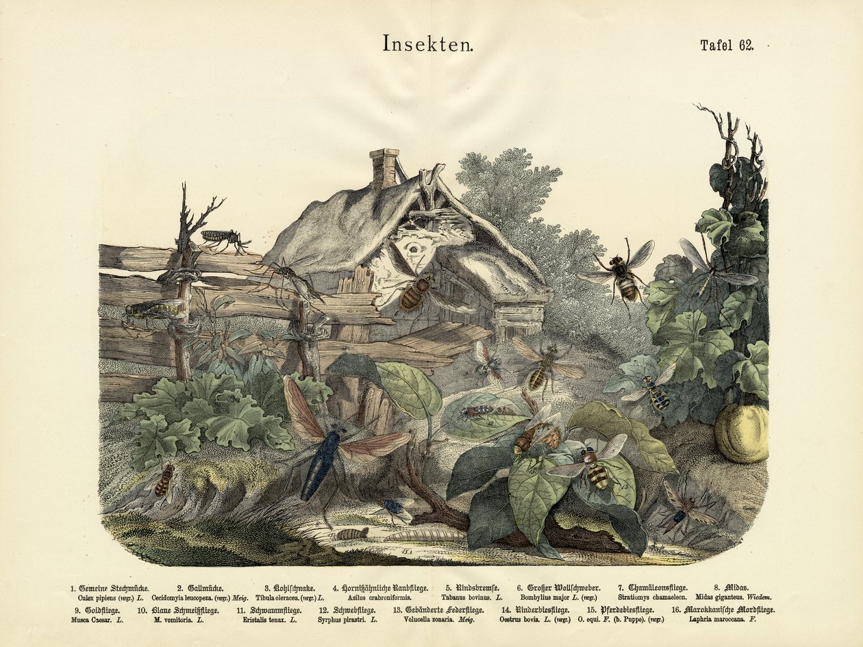 Insekten, um 1860 von German School