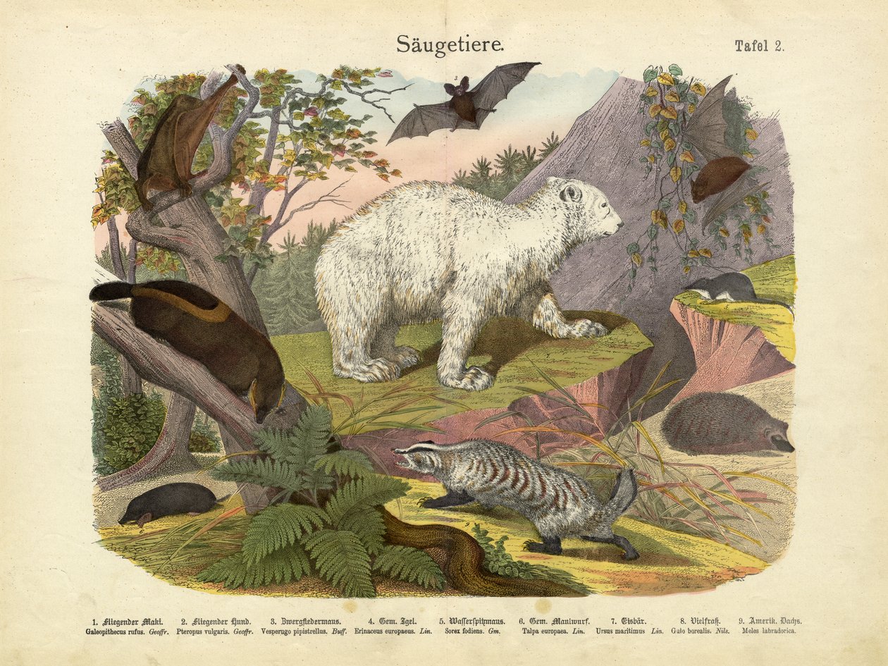 Säugetiere, ca. 1860 von German School