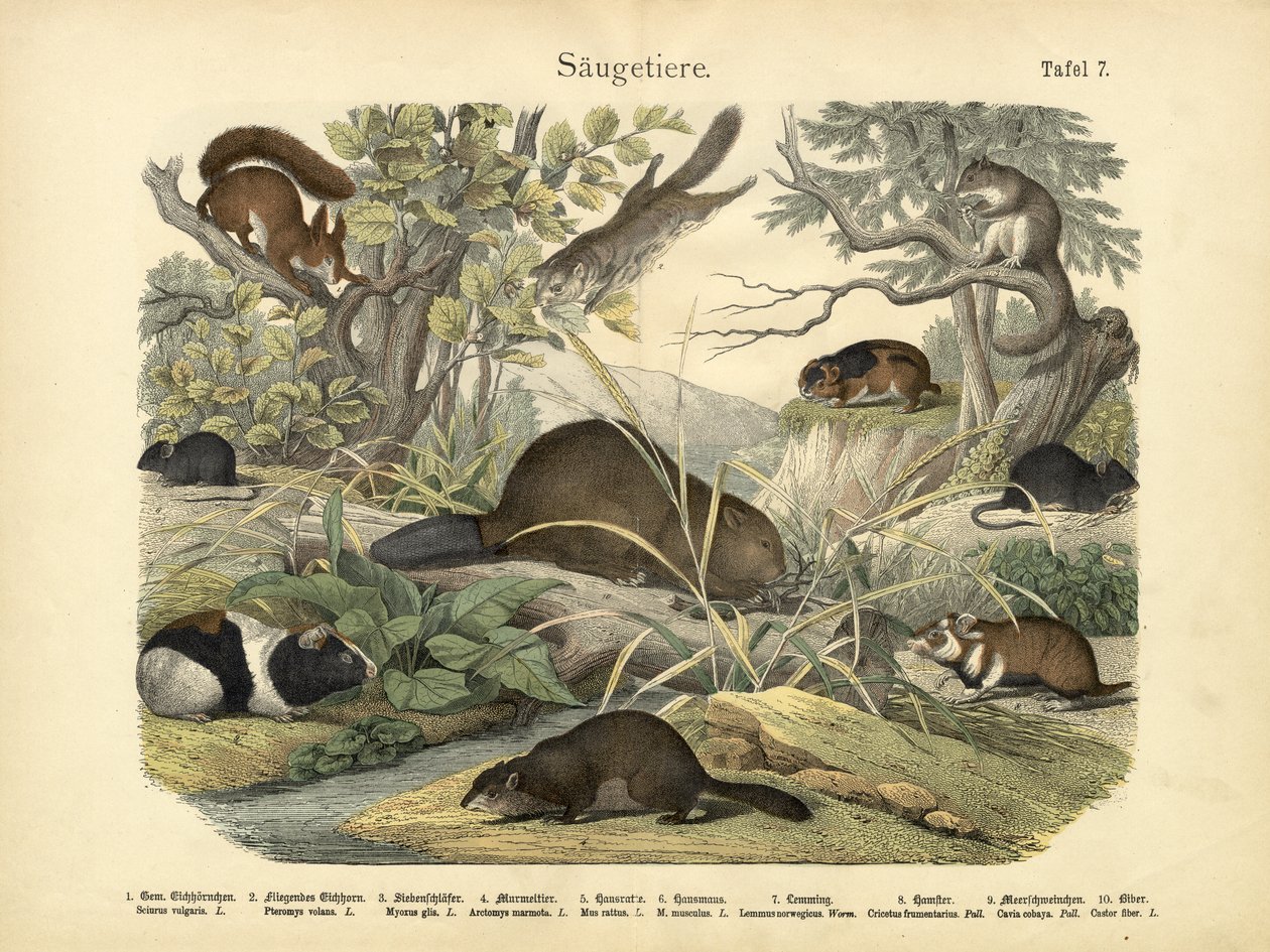 Säugetiere, um 1860 von German School