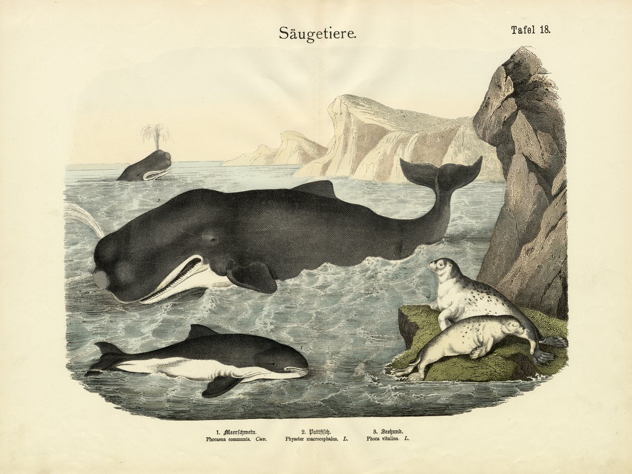 Säugetiere, um 1860 von German School