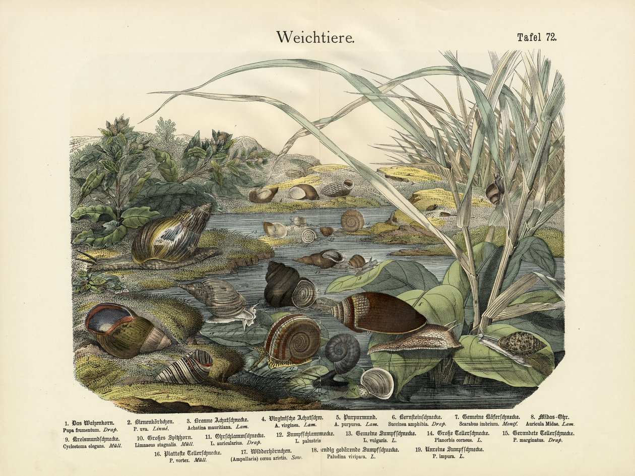 Weichtiere, um 1860 von German School