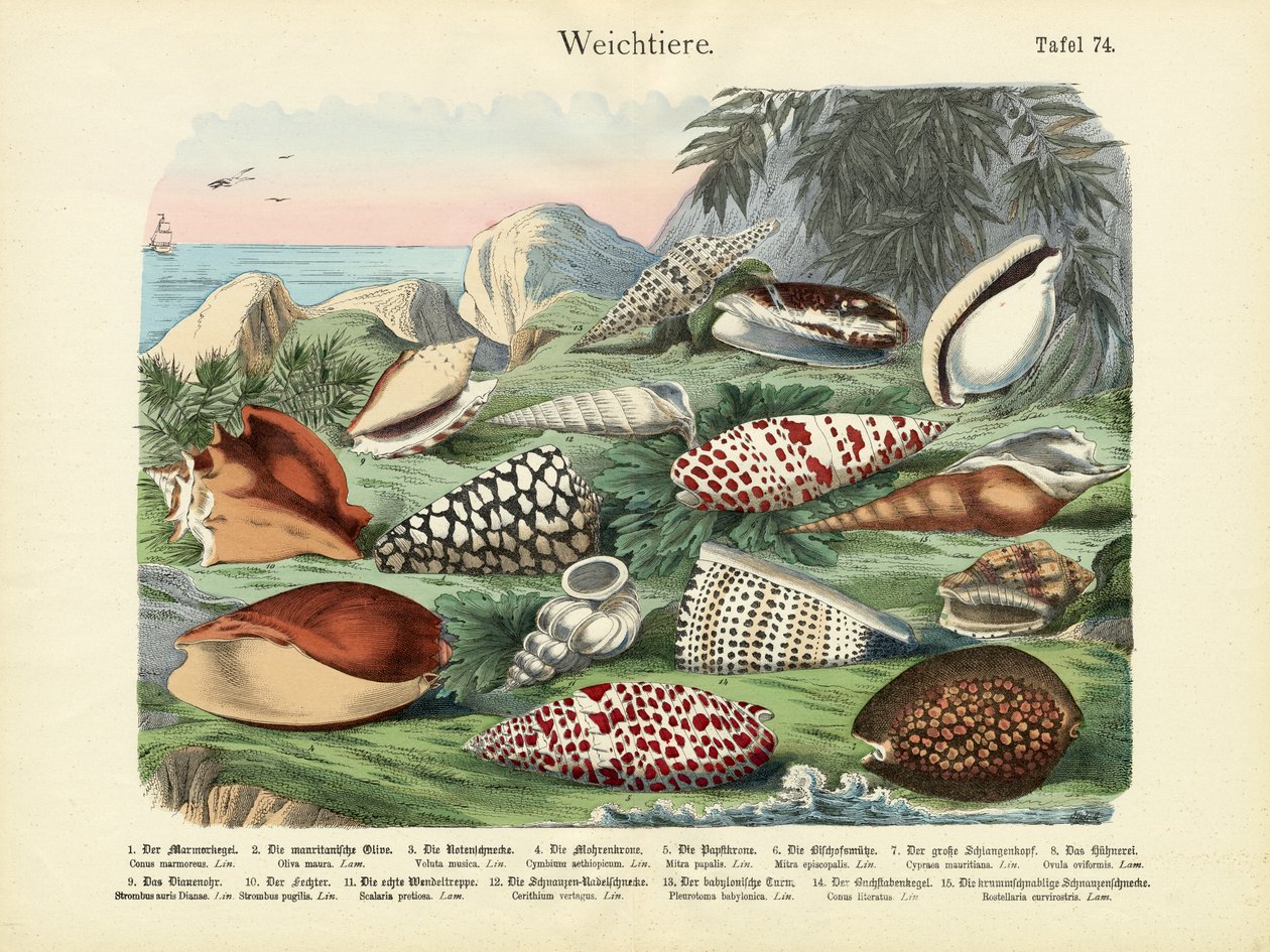 Weichtiere, um 1860 von German School