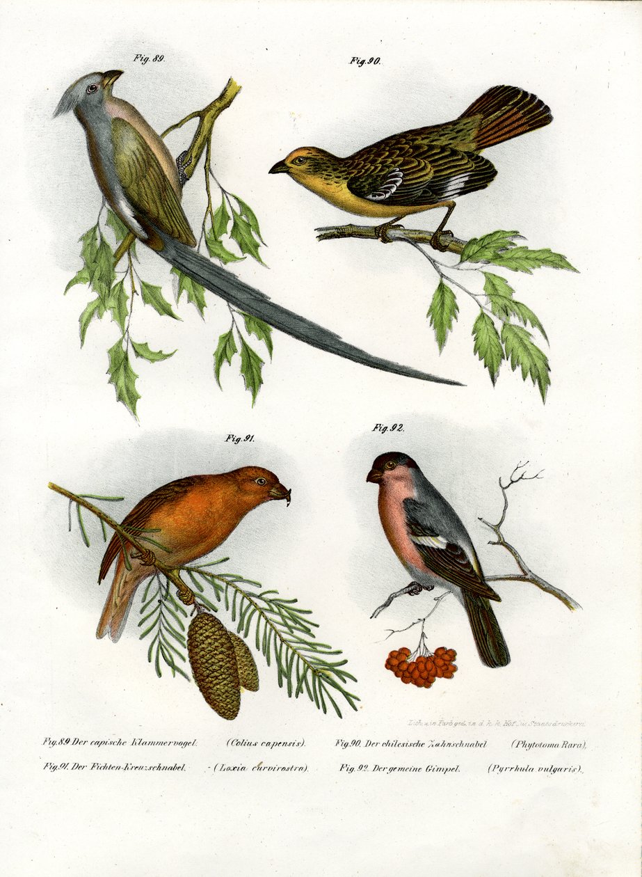 Mausvogel, 1864 von German School