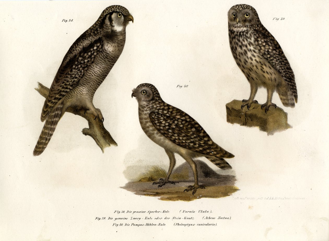 Nordkauz, 1864 von German School