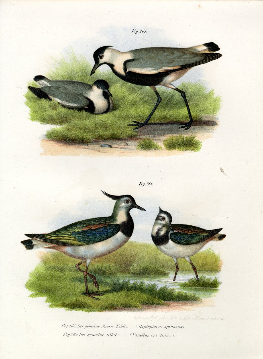Spornkiebitz, 1864 von German School