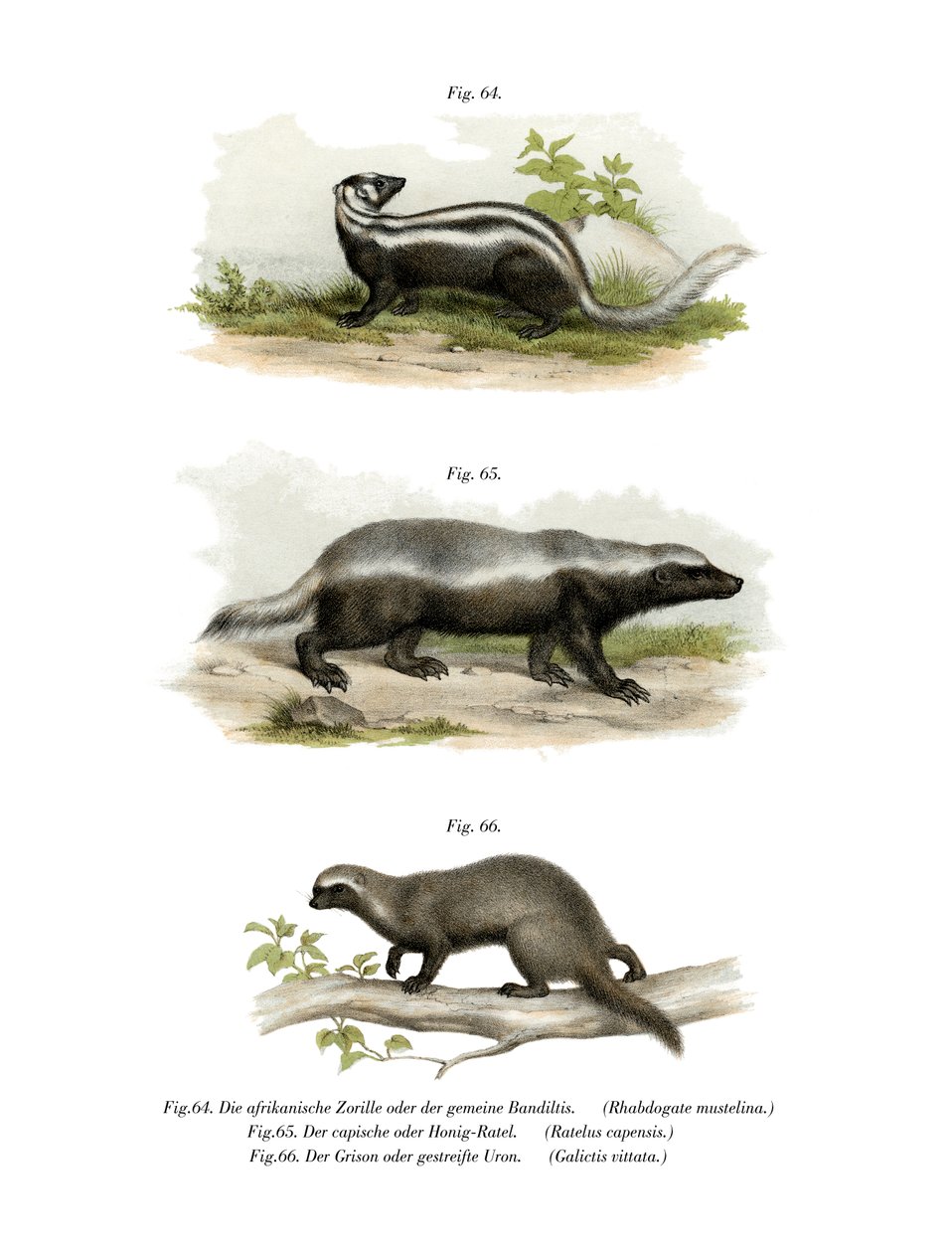 Zorilla, 1860 von German School