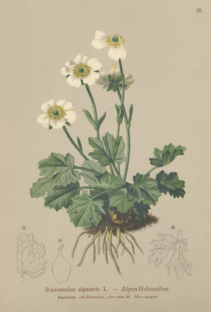 Alpen-Hahnenfuß (Ranunculus alpestris) von German School
