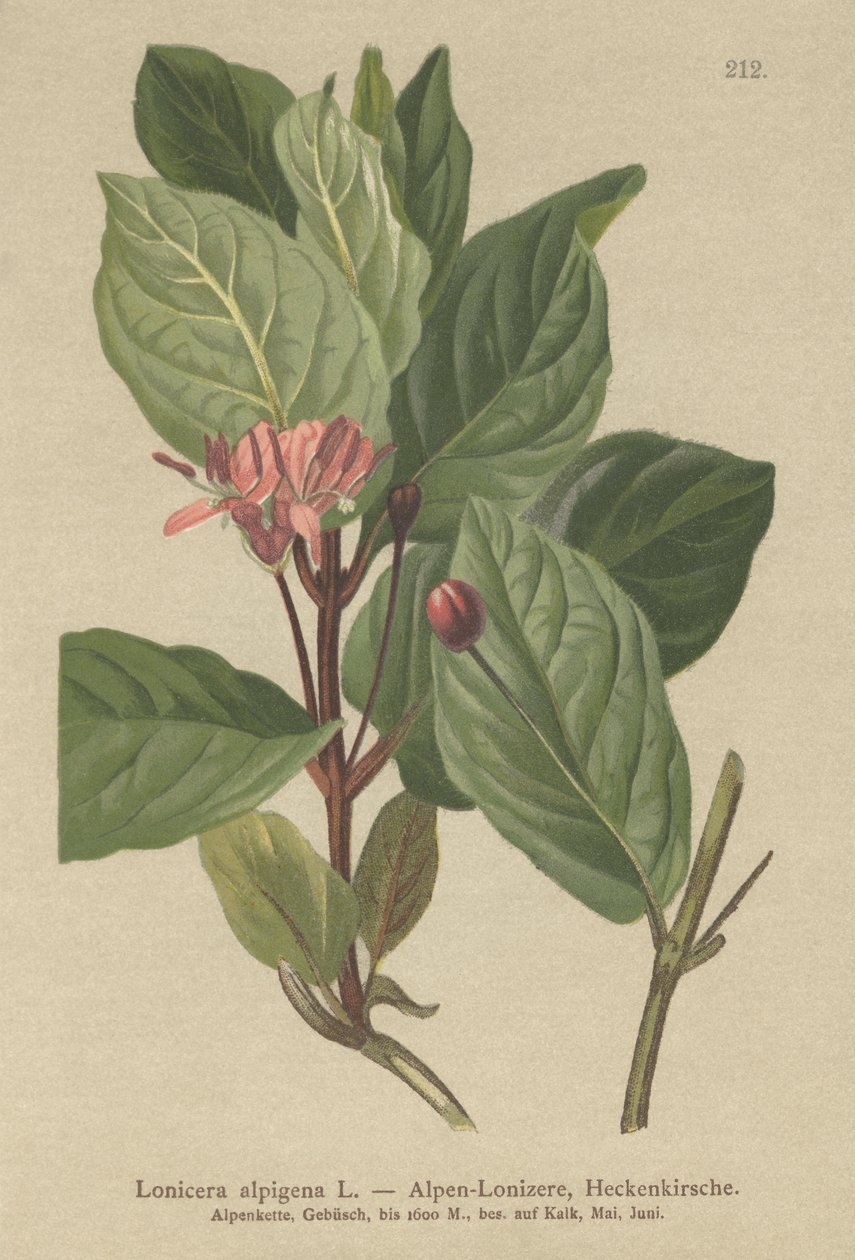 Alpen-Heckenkirsche (Lonicera alpigena) von German School