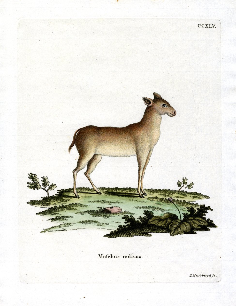 Alpiner Moschustier von German School