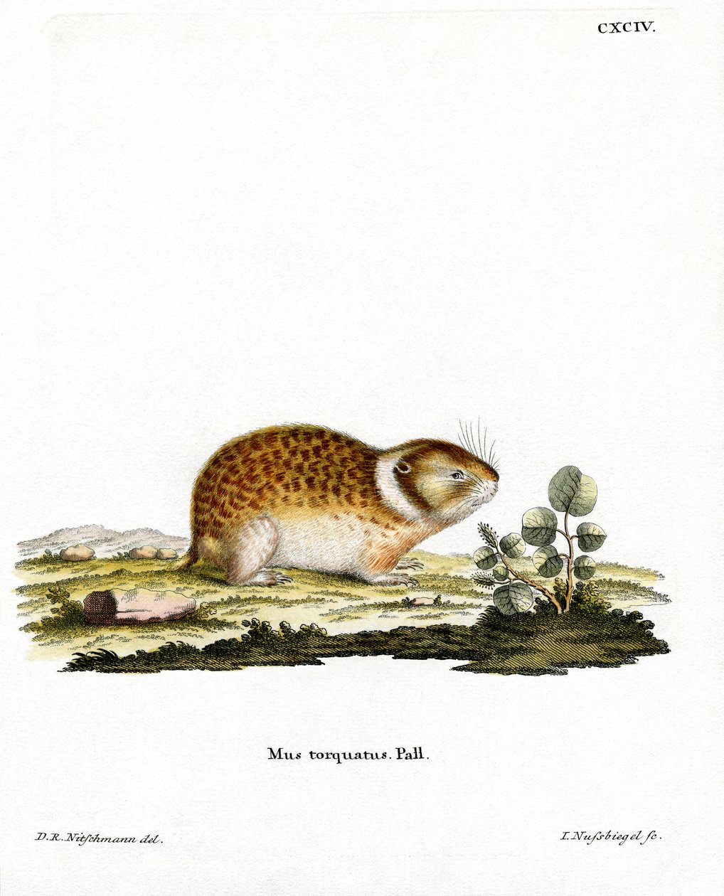 Arktischer Lemming von German School