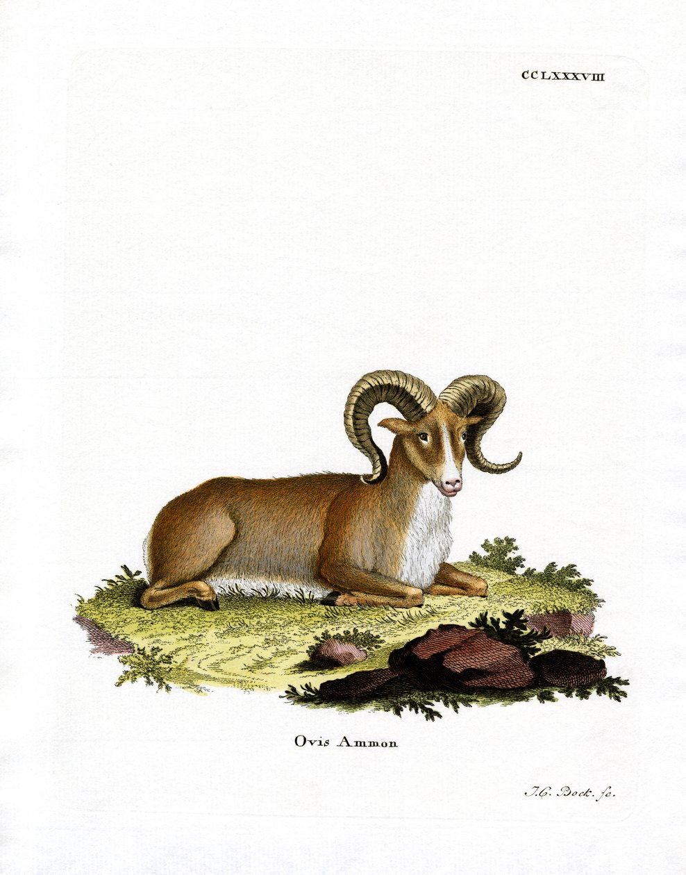 Argali von German School