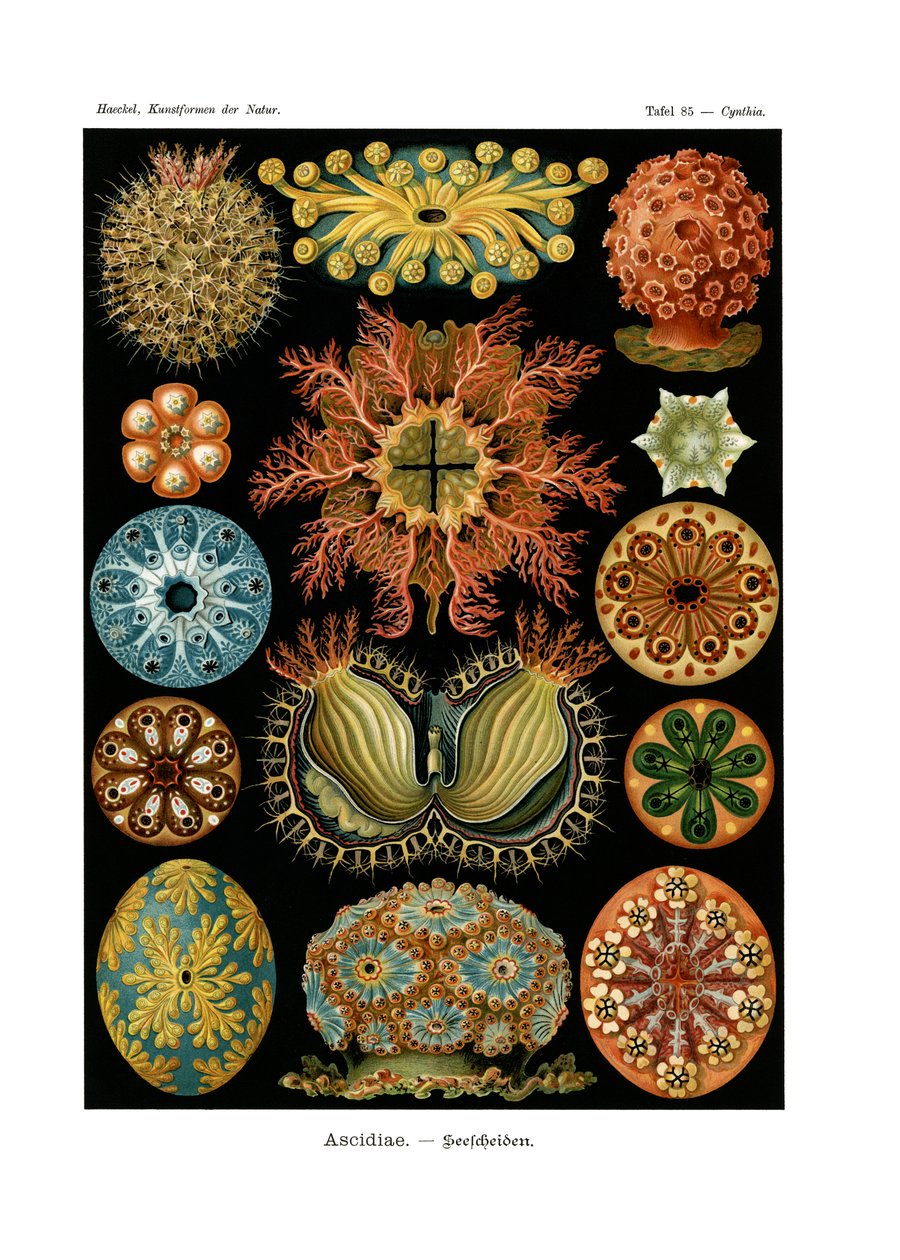 Ascidiae von German School