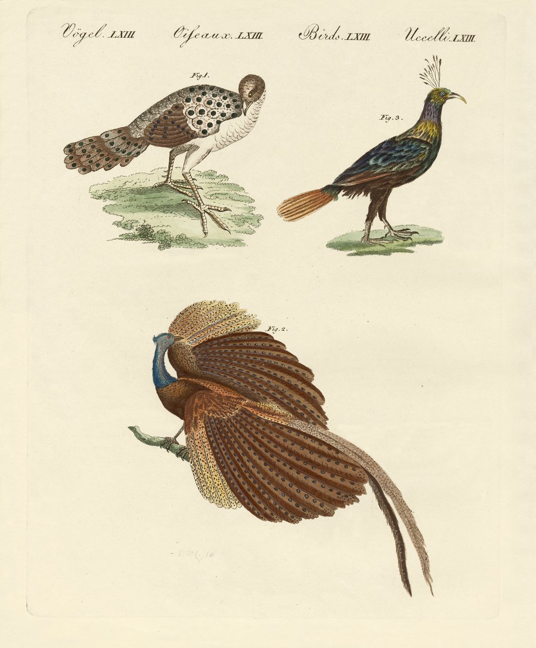 Asiatische Vögel von German School