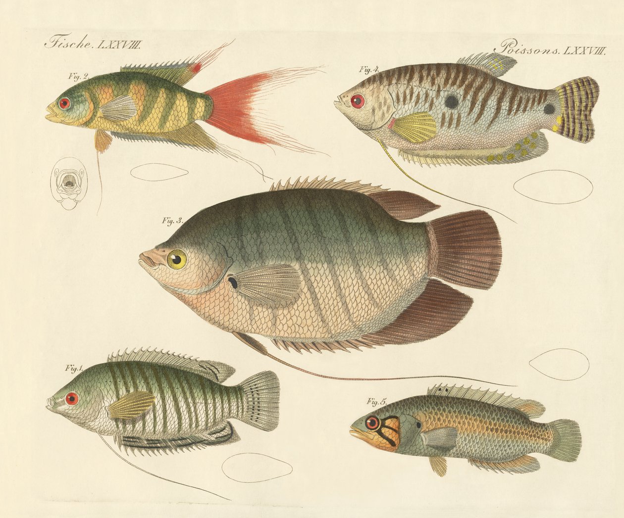 Schöne neue Fische von German School