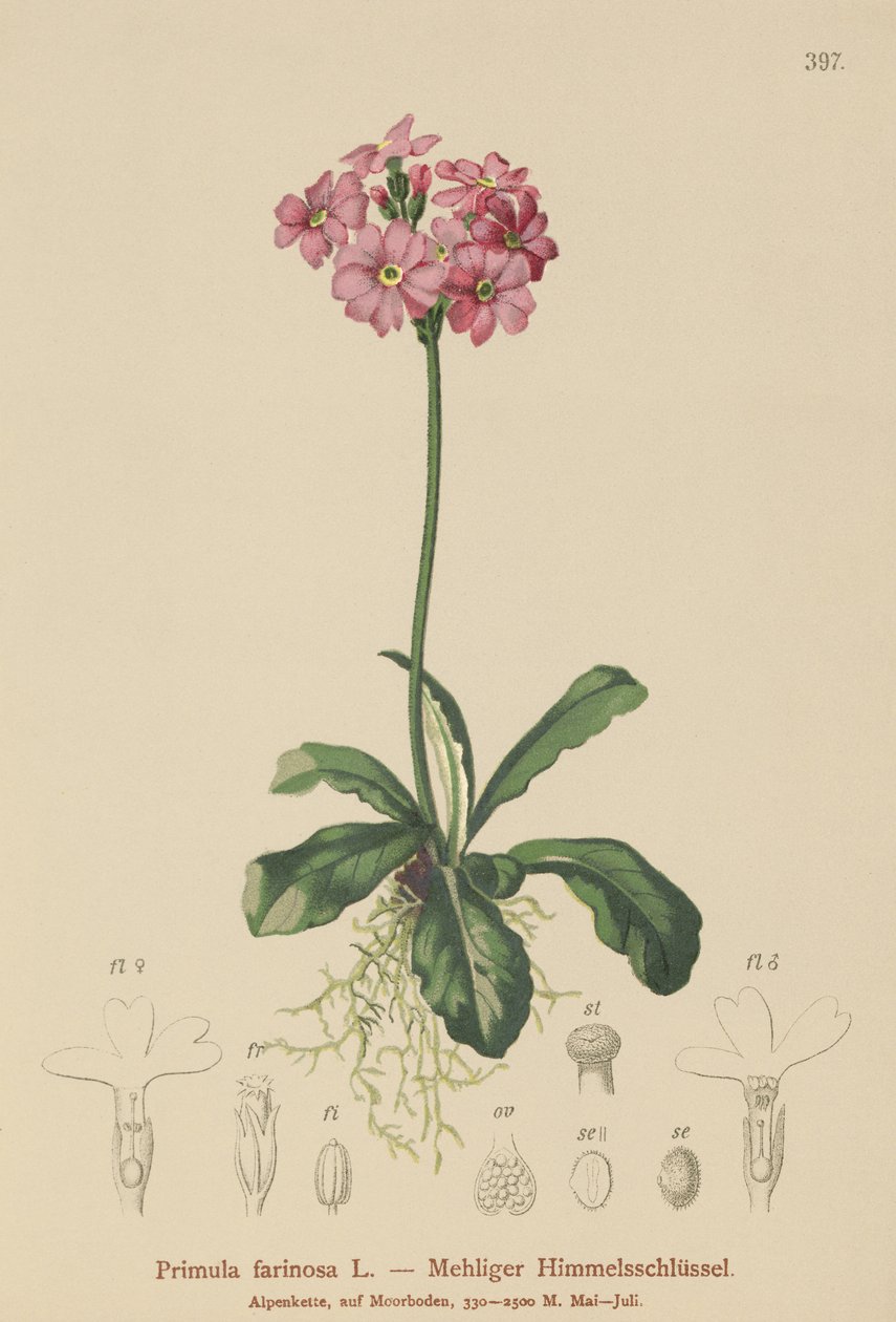 Mehlprimel (Primula farinosa) von German School