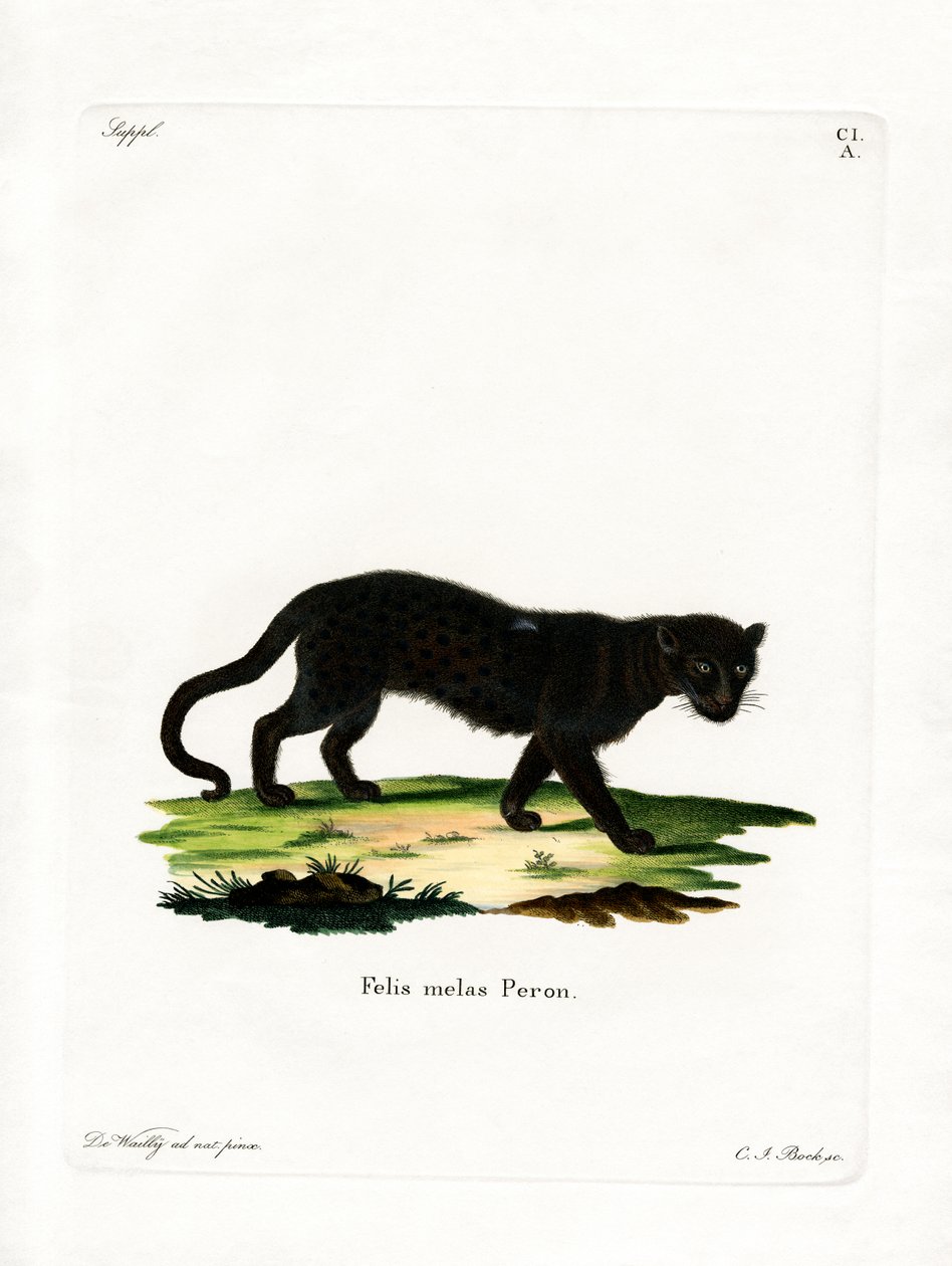 Schwarzer Leopard von German School