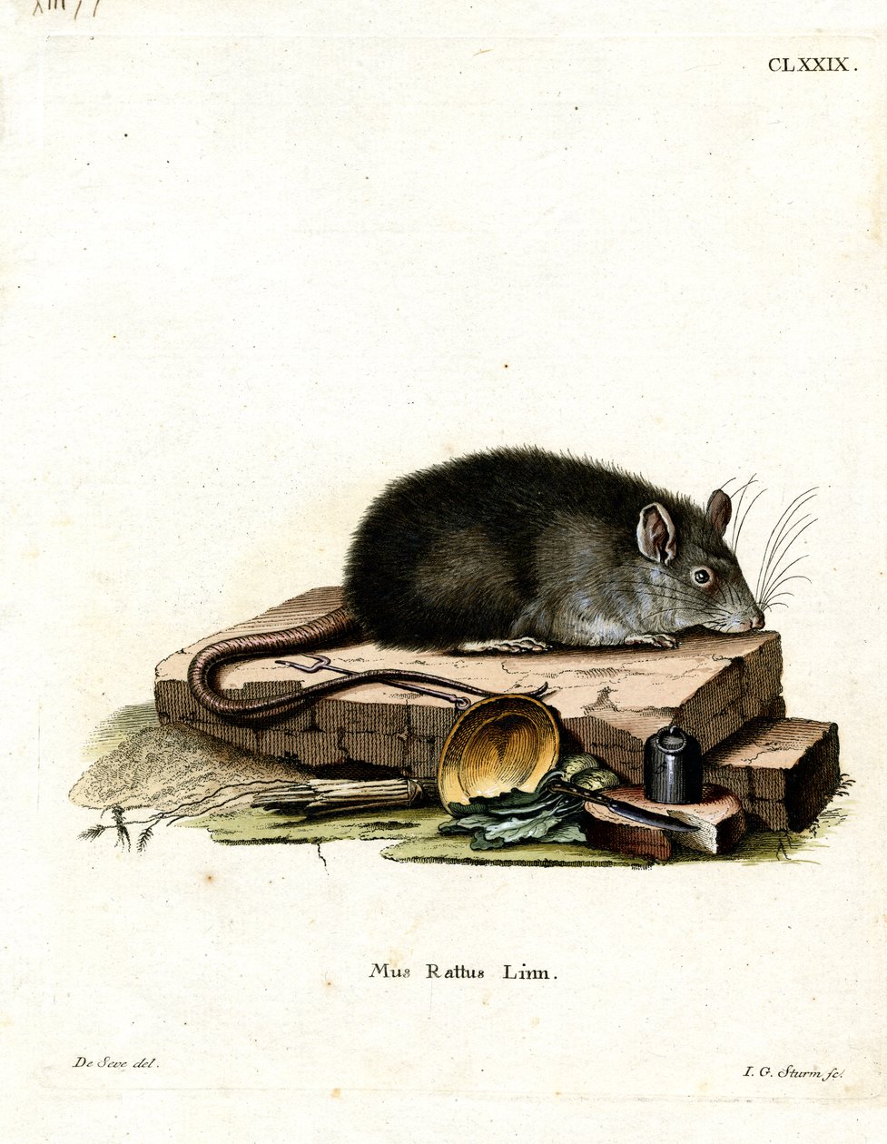 Schwarze Ratte von German School