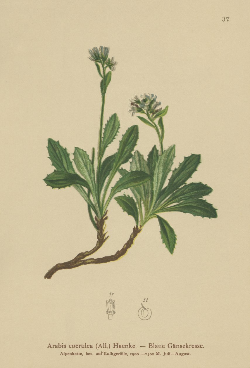 Blaue Gänsekresse (Arabis caerulea, Arabis coerulea) von German School