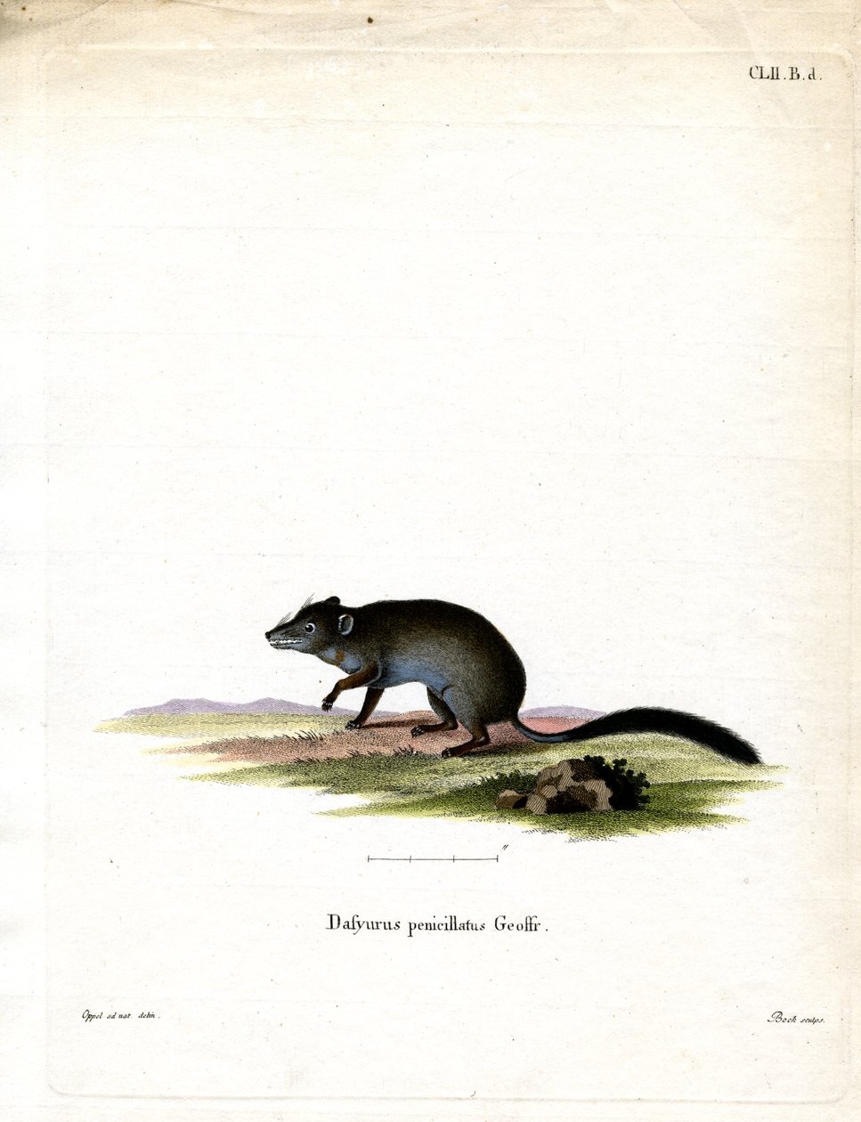 Pinselschwanz-Phascogale von German School