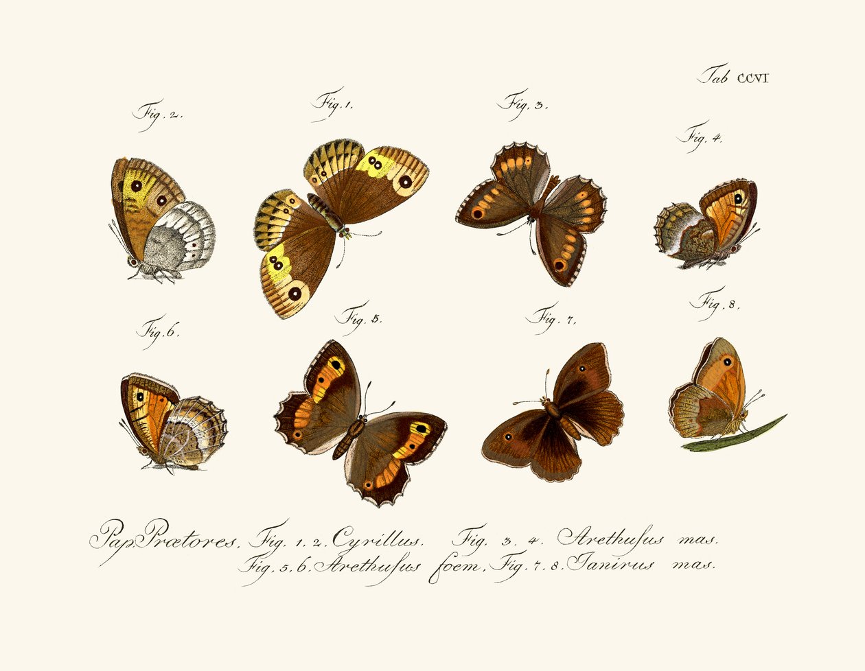 Schmetterlinge von German School