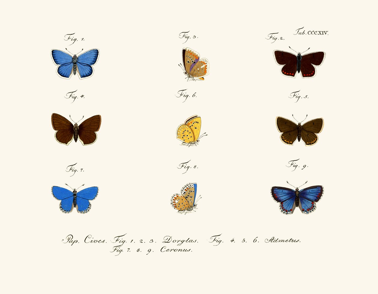 Schmetterlinge von German School