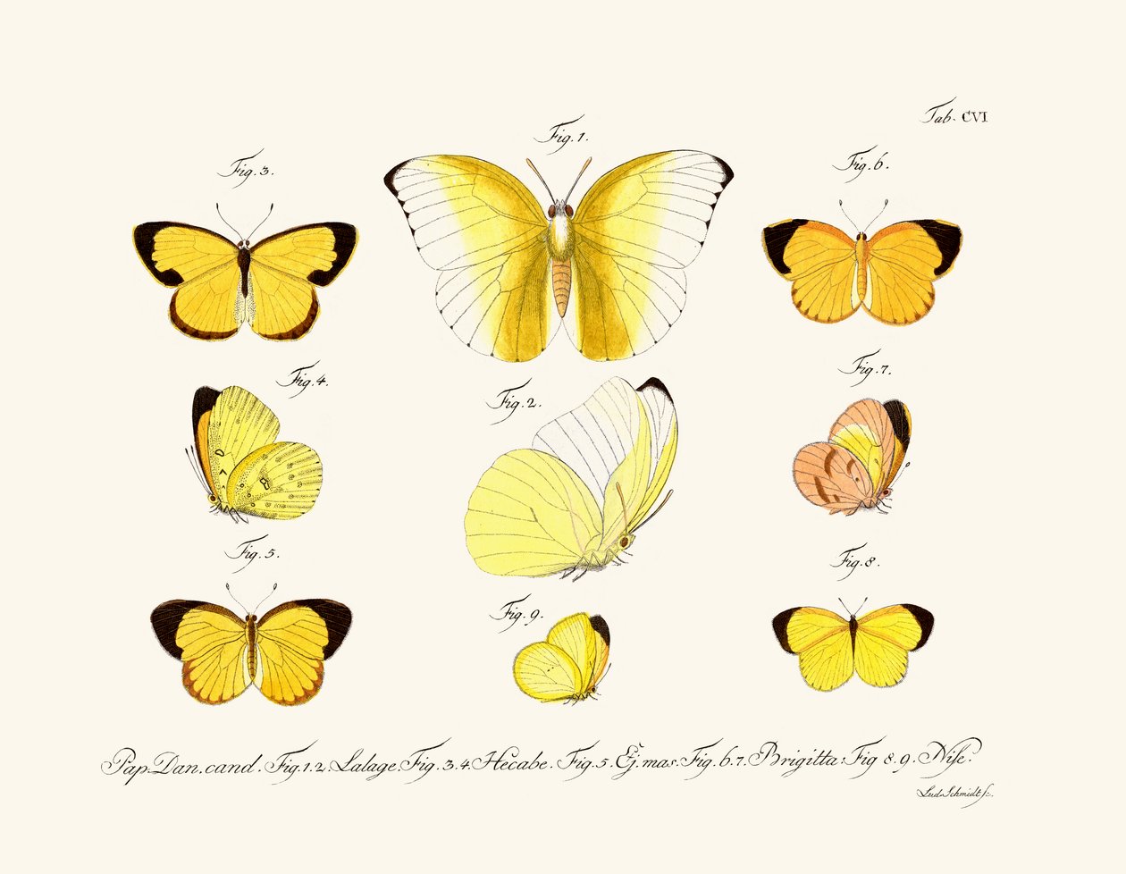 Schmetterlinge von German School