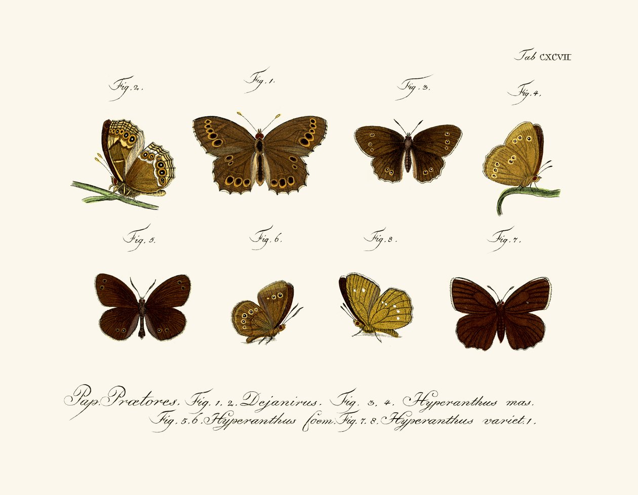 Schmetterlinge von German School