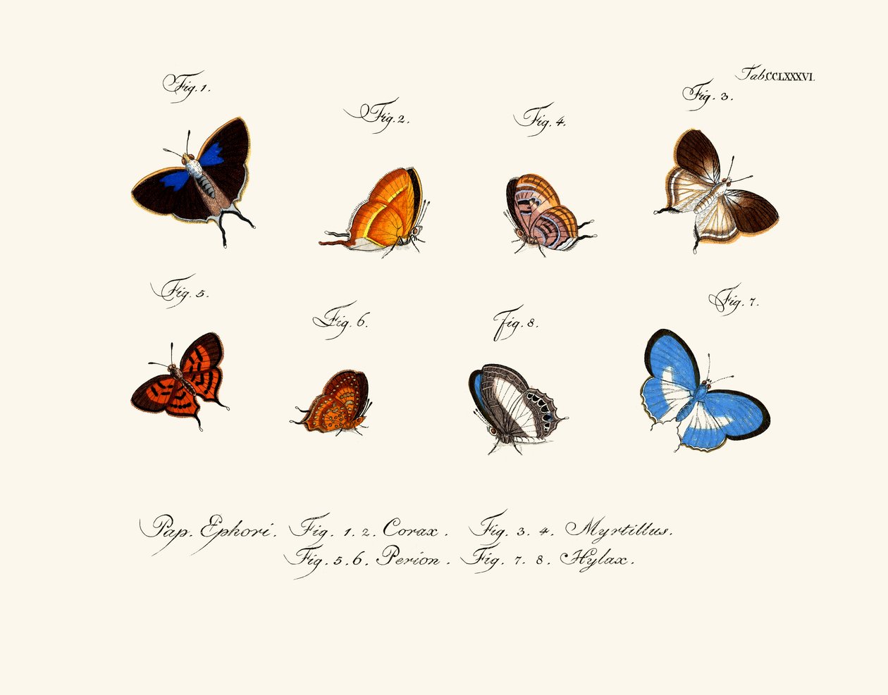 Schmetterlinge von German School