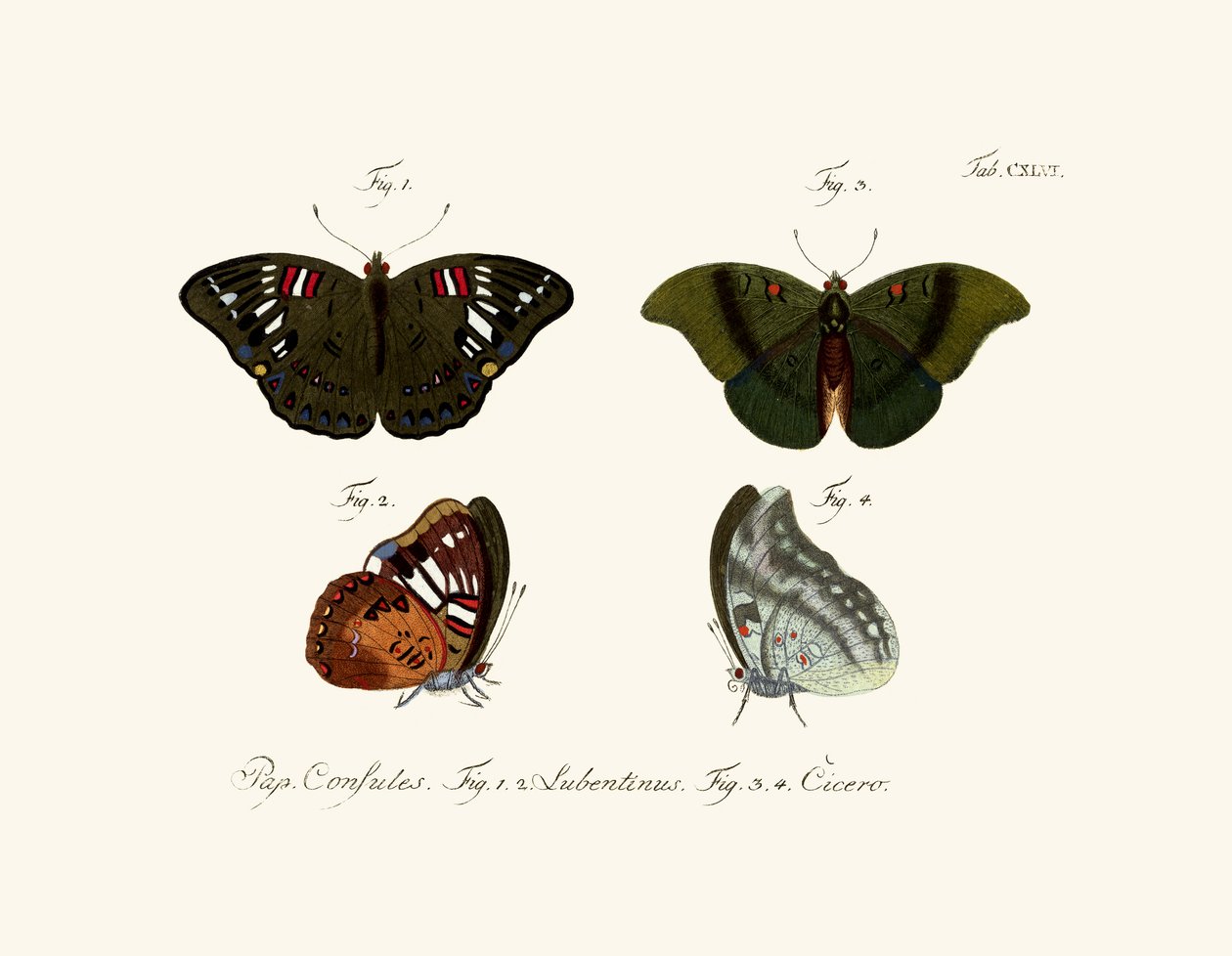 Schmetterlinge von German School