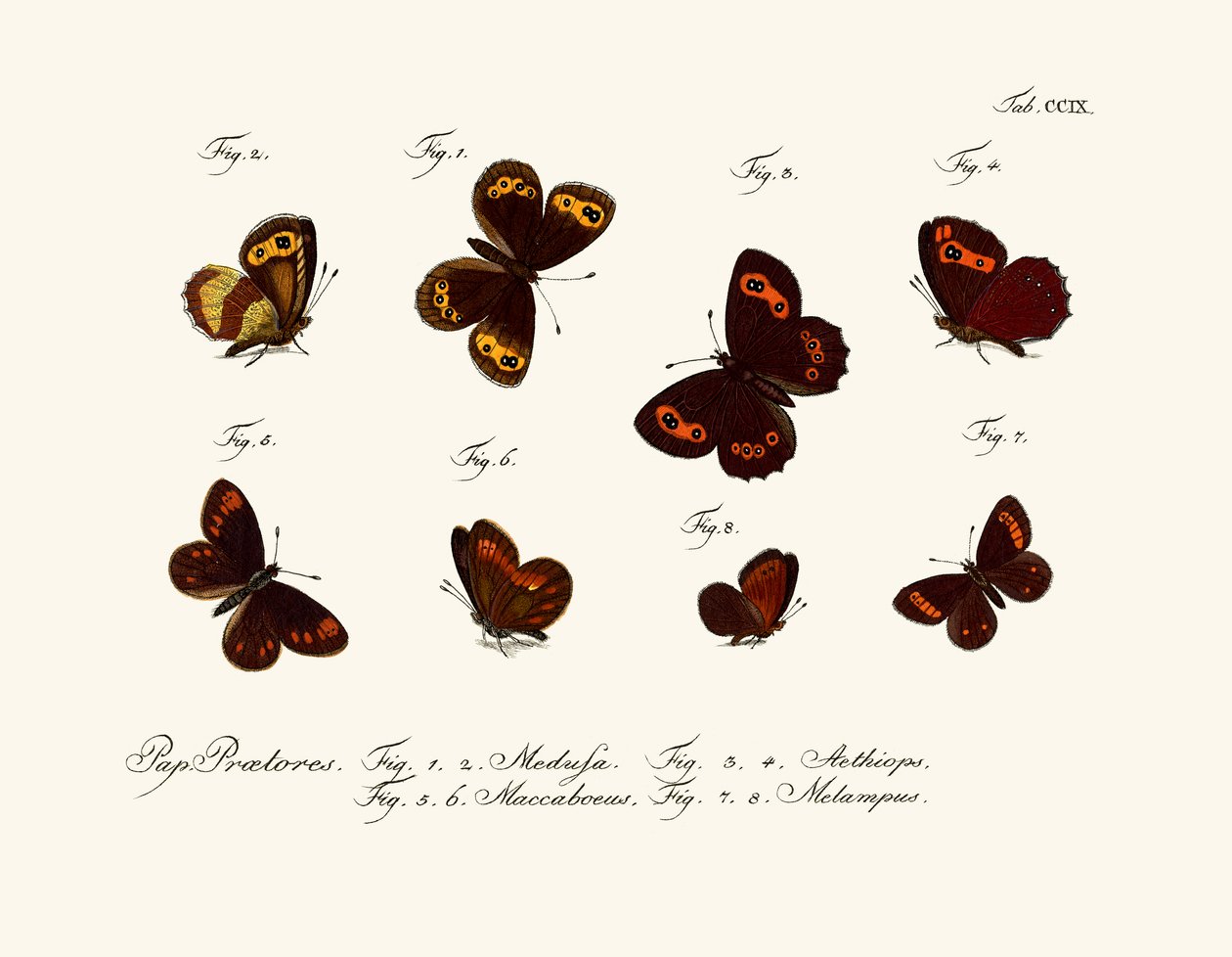 Schmetterlinge von German School
