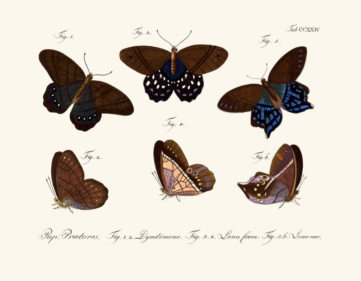 Schmetterlinge von German School