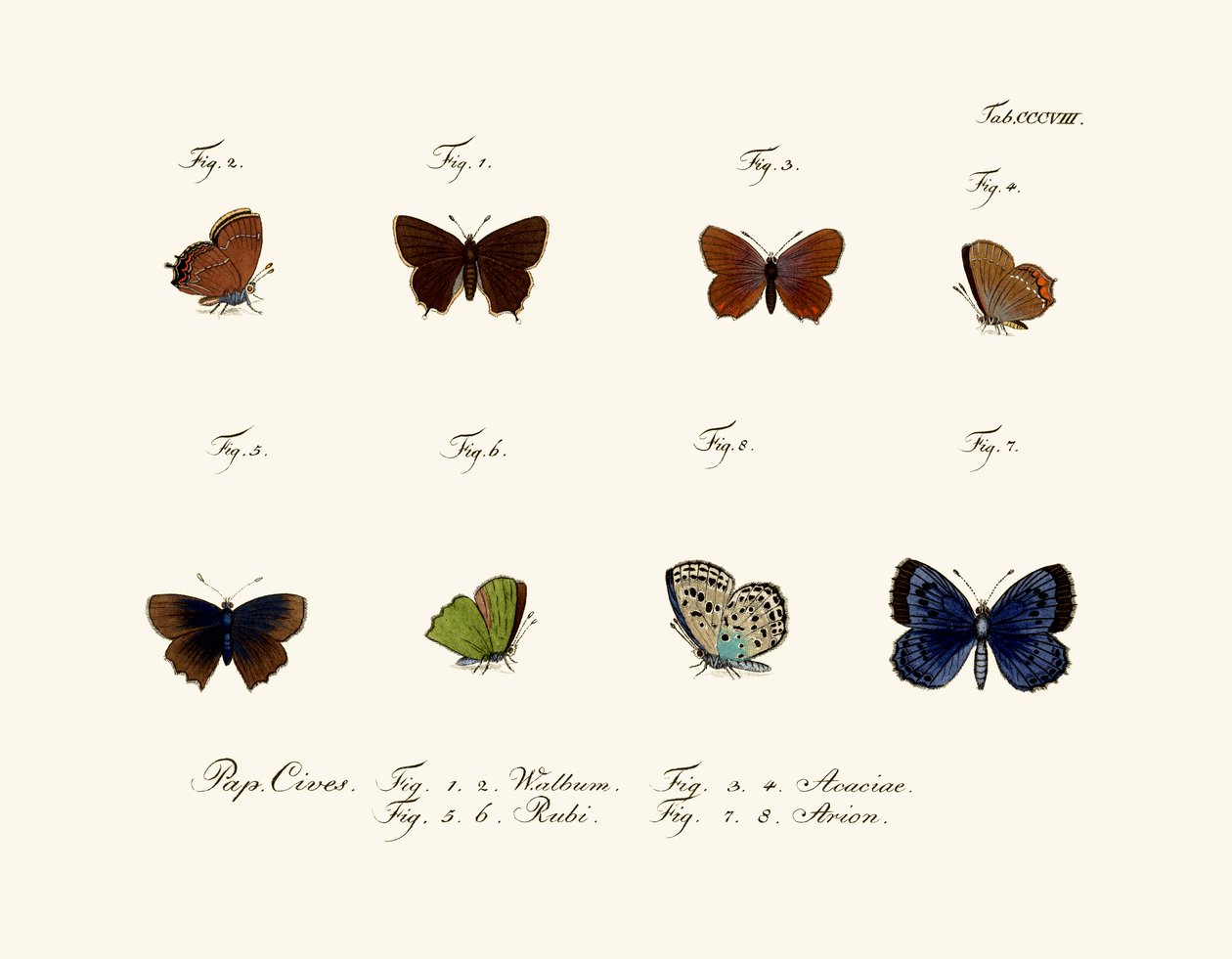 Schmetterlinge, 1783-1806 von German School