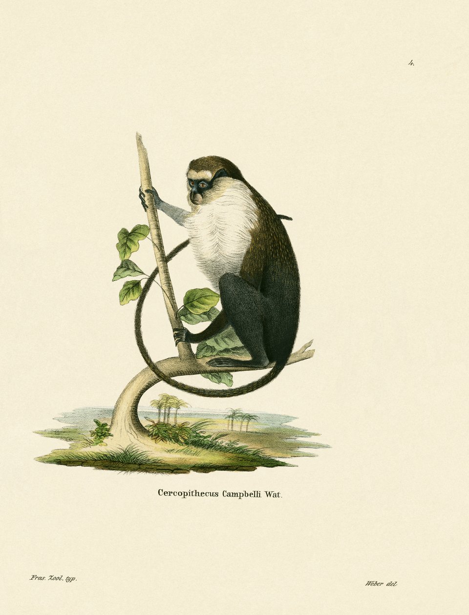 Campbells Meerkatze von German School