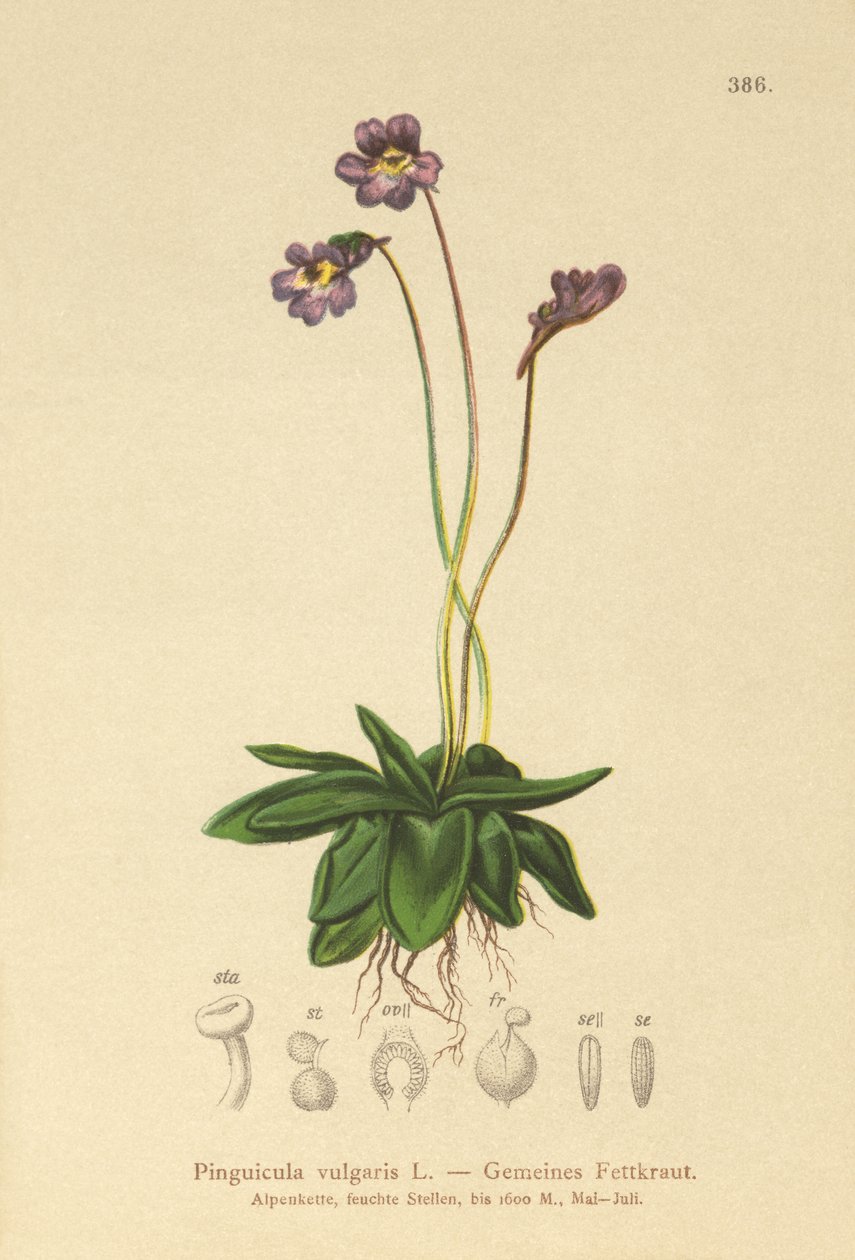 Gewöhnliches Fettkraut (Pinguicula vulgaris) von German School