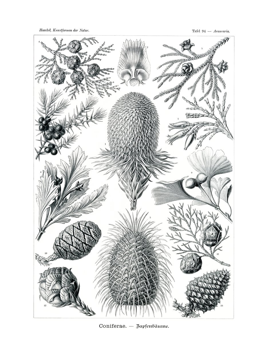 Coniferae von German School