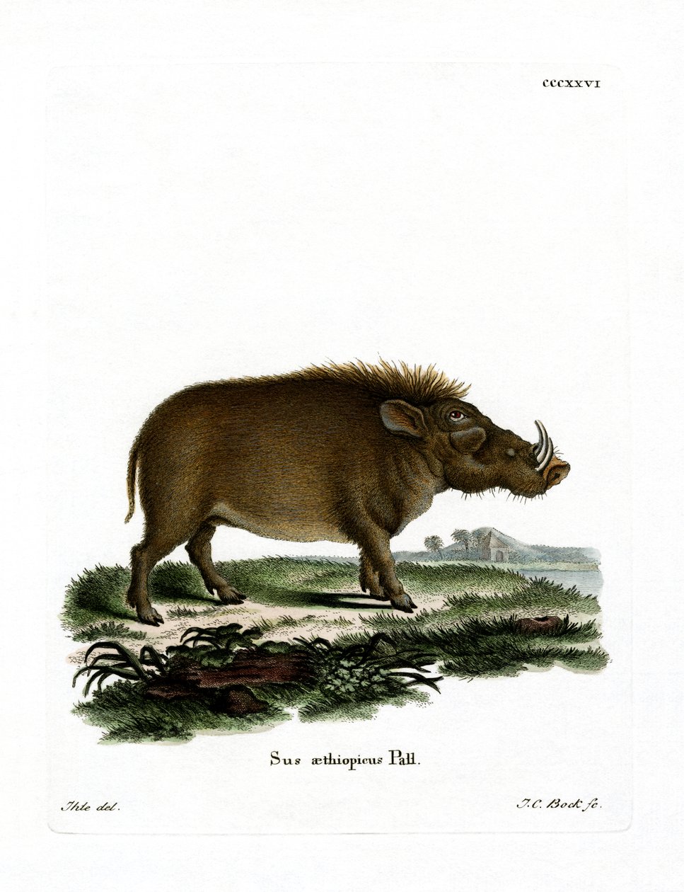 Wüstenwarzenschwein von German School