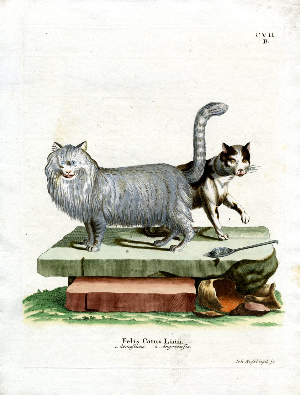 Hauskatze von German School