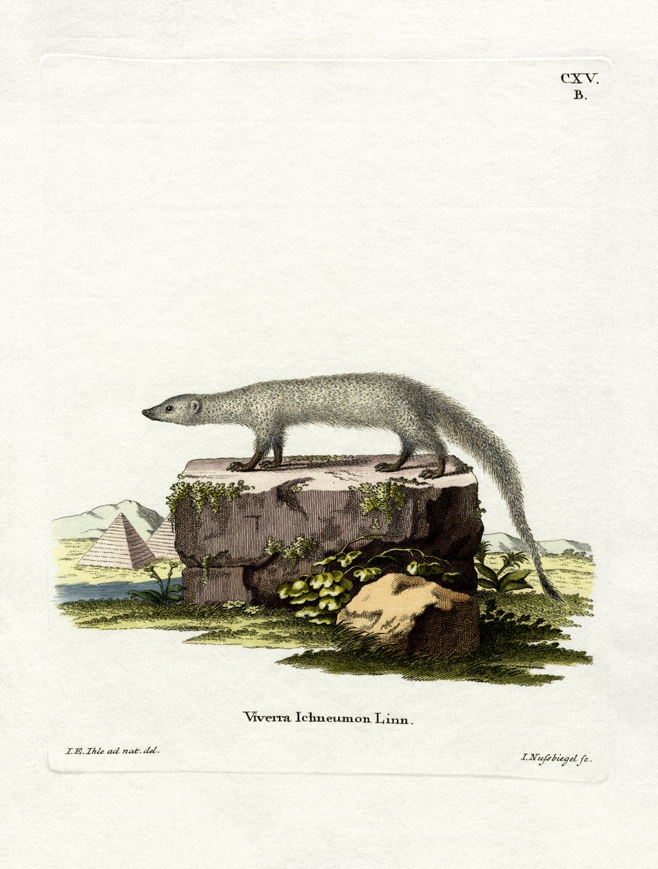 Ägyptischer Mungo von German School