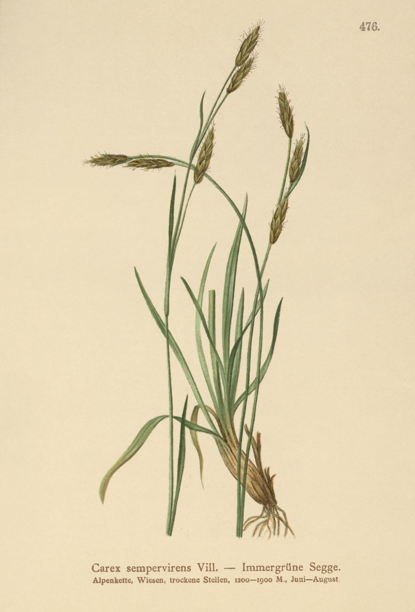 Immergrüne Segge (Carex sempervirens) von German School