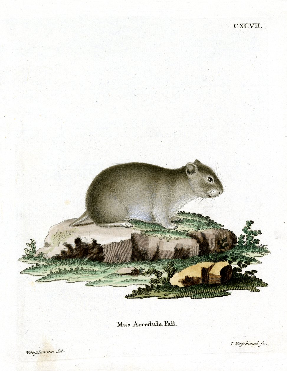 Grauer Zwerghamster von German School
